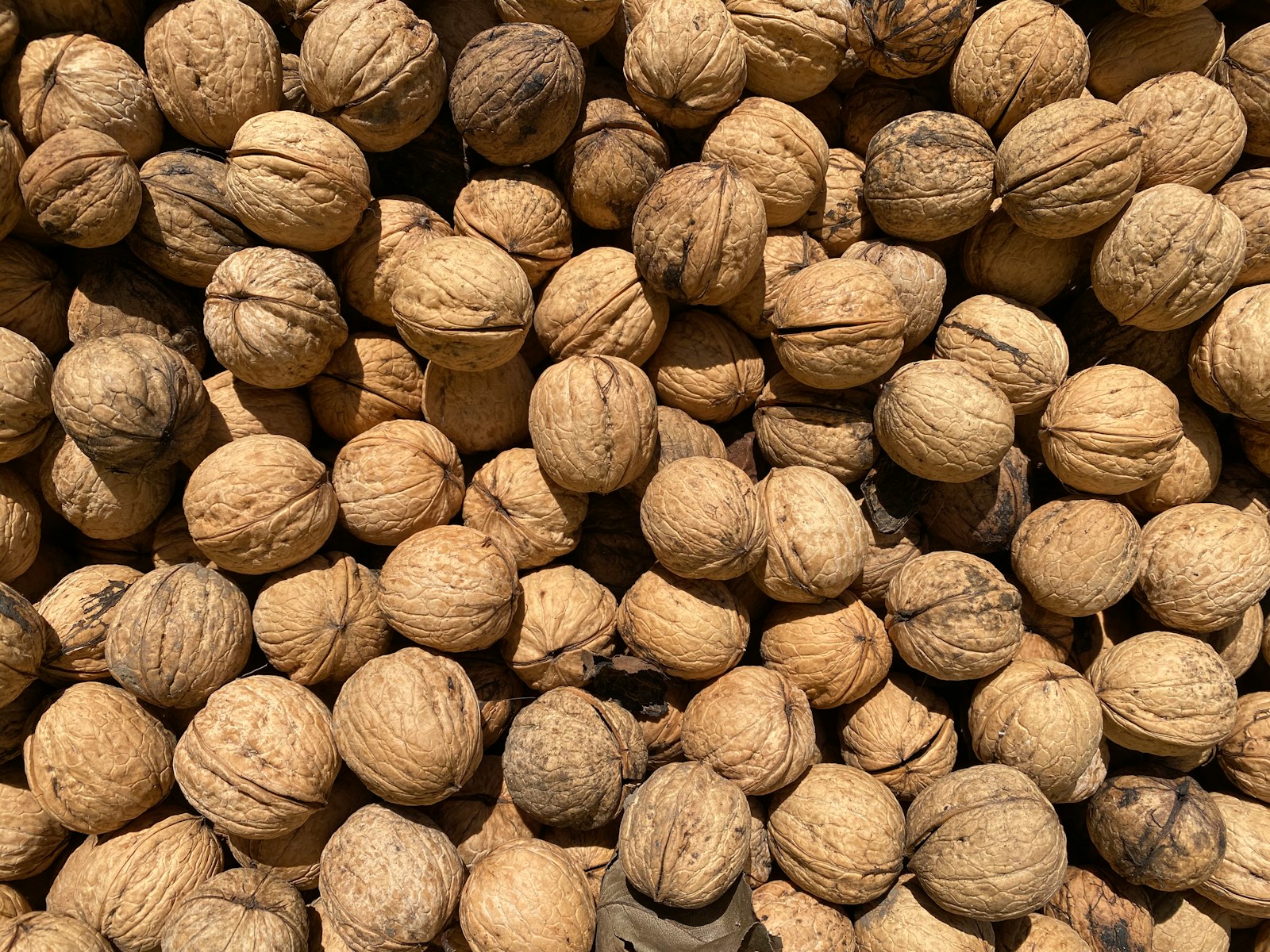 Plant dyestuffs: walnut hulls, weld, and oak galls before dyeing